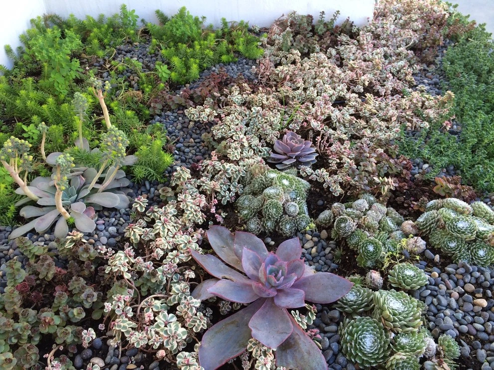 Ocean Front Walk, Marina del Rey by Weeds Garden Design Build LLC - Photo 7