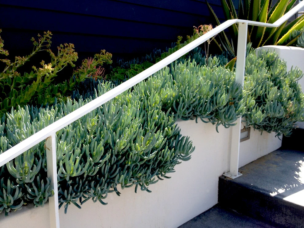 Glendon Avenue, West Los Angeles by Weeds Garden Design Build LLC - Photo 6