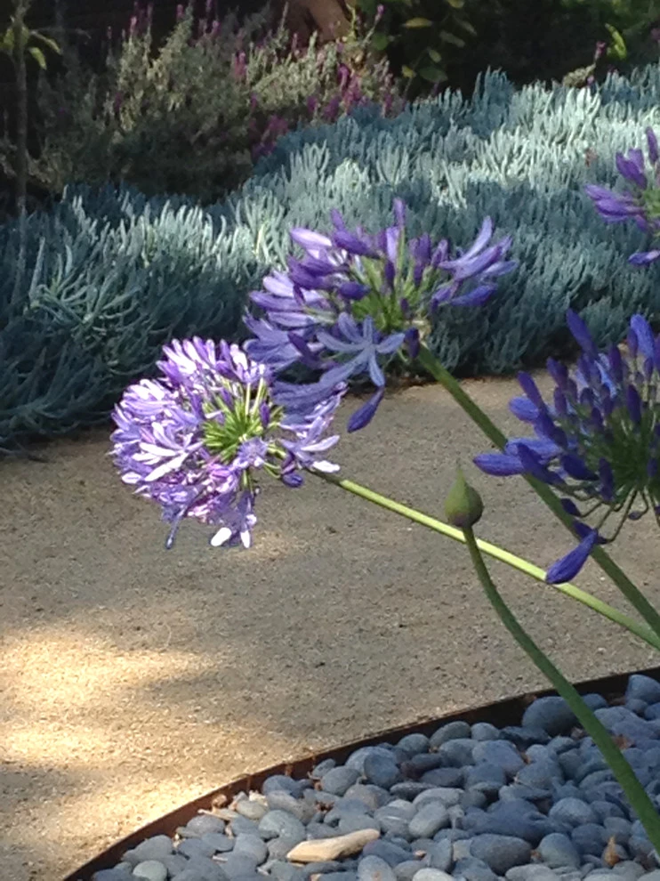 Glendon Avenue, West Los Angeles by Weeds Garden Design Build LLC - Photo 2