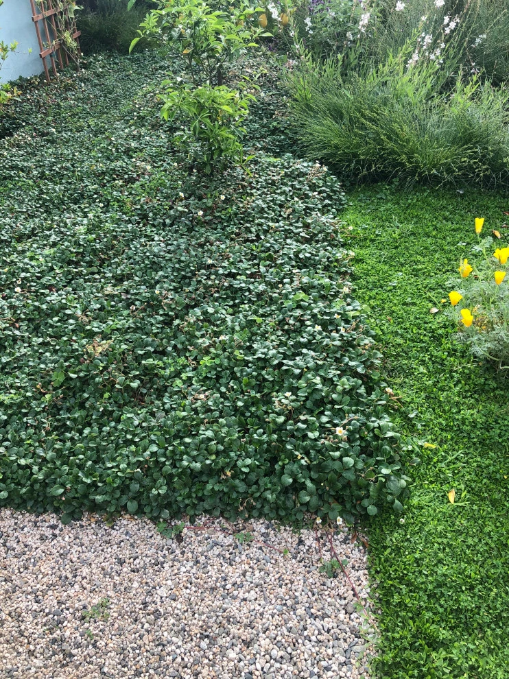 Chase Avenue, Culver City by Weeds Garden Design Build LLC - Photo 2