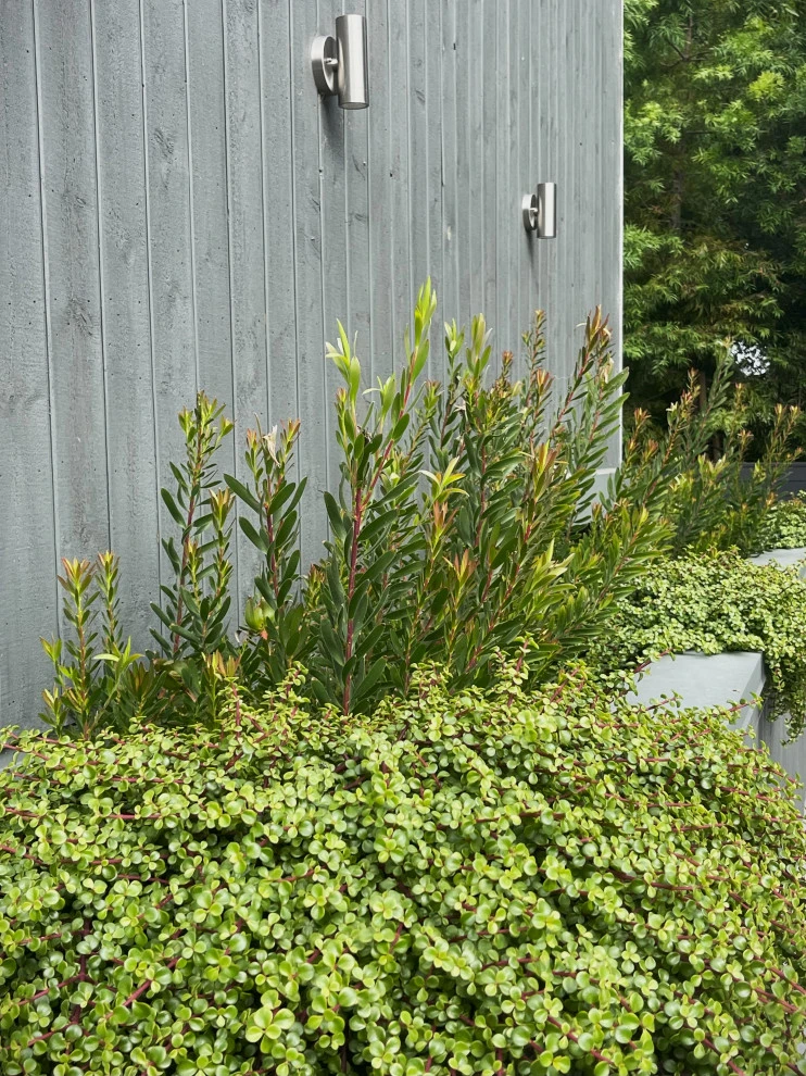 Wade Street. Mar Vista by Weeds Garden Design Build LLC - Photo 3