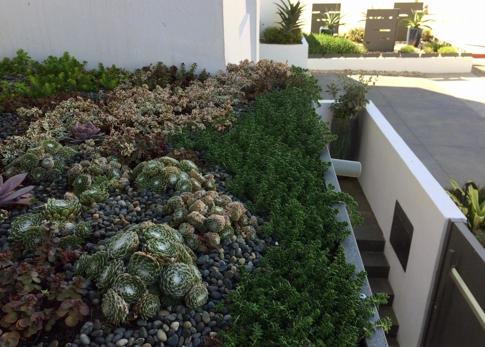 Ocean Front Walk, Marina del Rey by Weeds Garden Design Build LLC - Photo 2