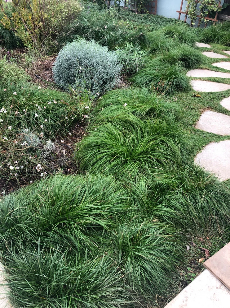 Chase Avenue, Culver City by Weeds Garden Design Build LLC - Photo 8