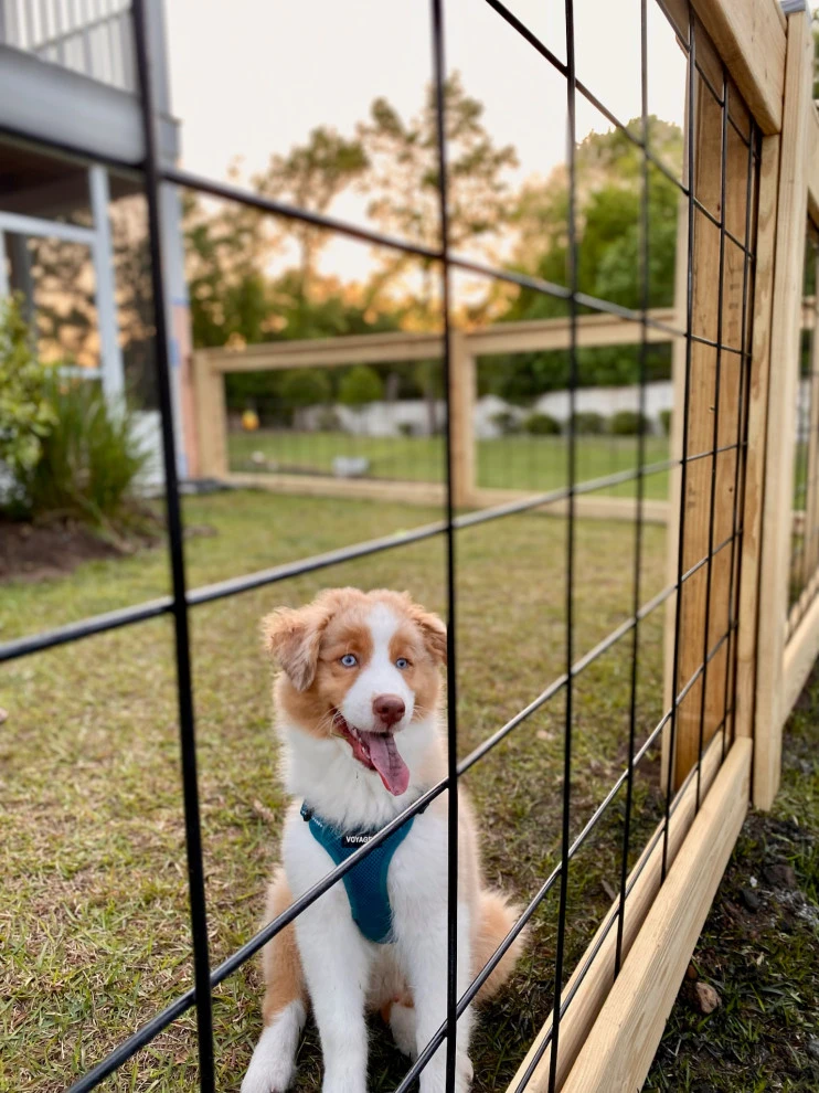 Living Fence by Charleston Creative Outdoor Solutions - Photo 3