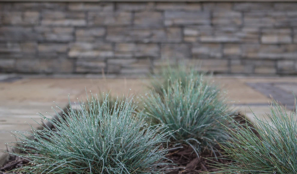 Crooked Tree by Ventures Design - Photo 21