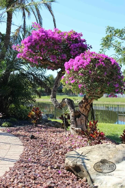 Modern Landscape by Broward Landscape, Inc. - Photo 4