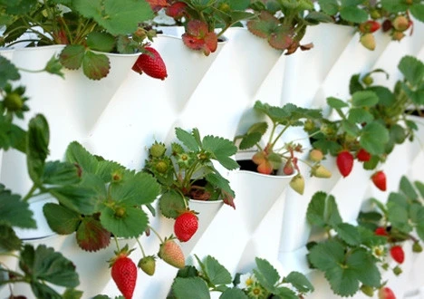 Living Walls by Broward Landscape, Inc. - Photo 7