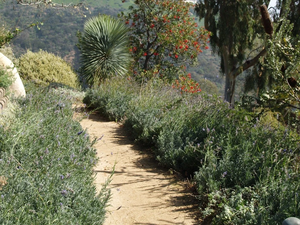 Malibu by Campion Walker Landscapes - Photo 15
