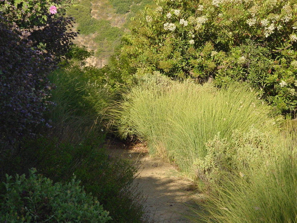 Malibu by Campion Walker Landscapes - Photo 11
