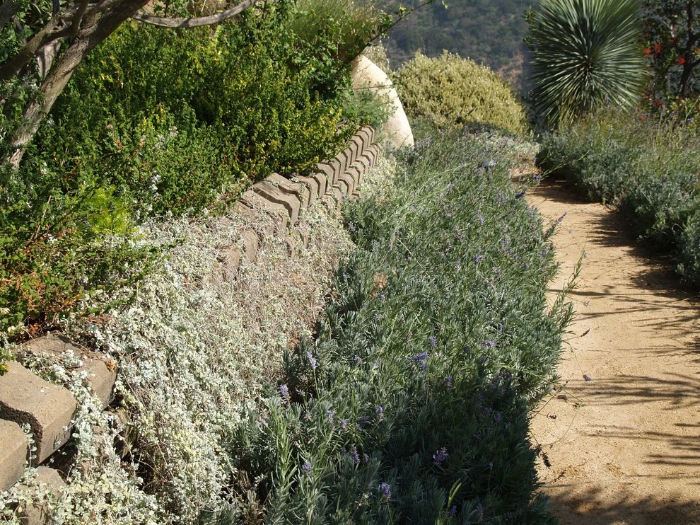 Malibu by Campion Walker Landscapes - Photo 16
