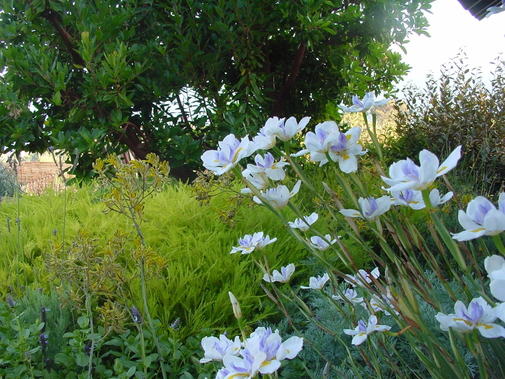 Malibu by Campion Walker Landscapes - Photo 6