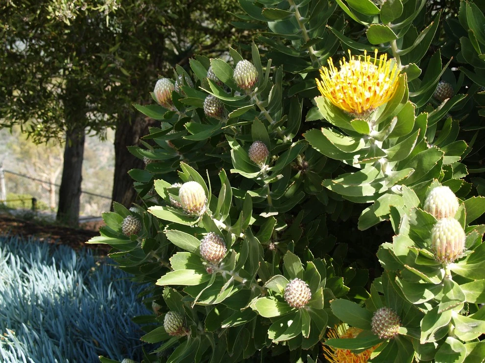 Malibu by Campion Walker Landscapes - Photo 12
