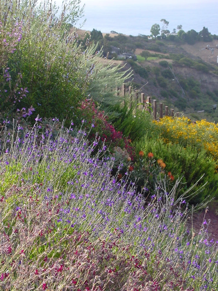 Malibu by Campion Walker Landscapes - Photo 4