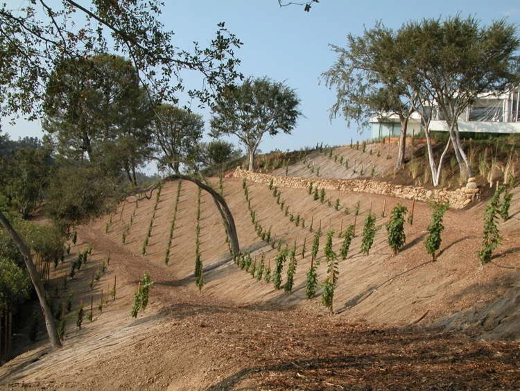 Bel Air Garden by Campion Walker Landscapes - Photo 4