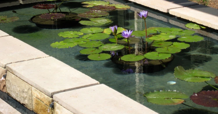 Modern Tranquility by Campion Walker Landscapes - Photo 22