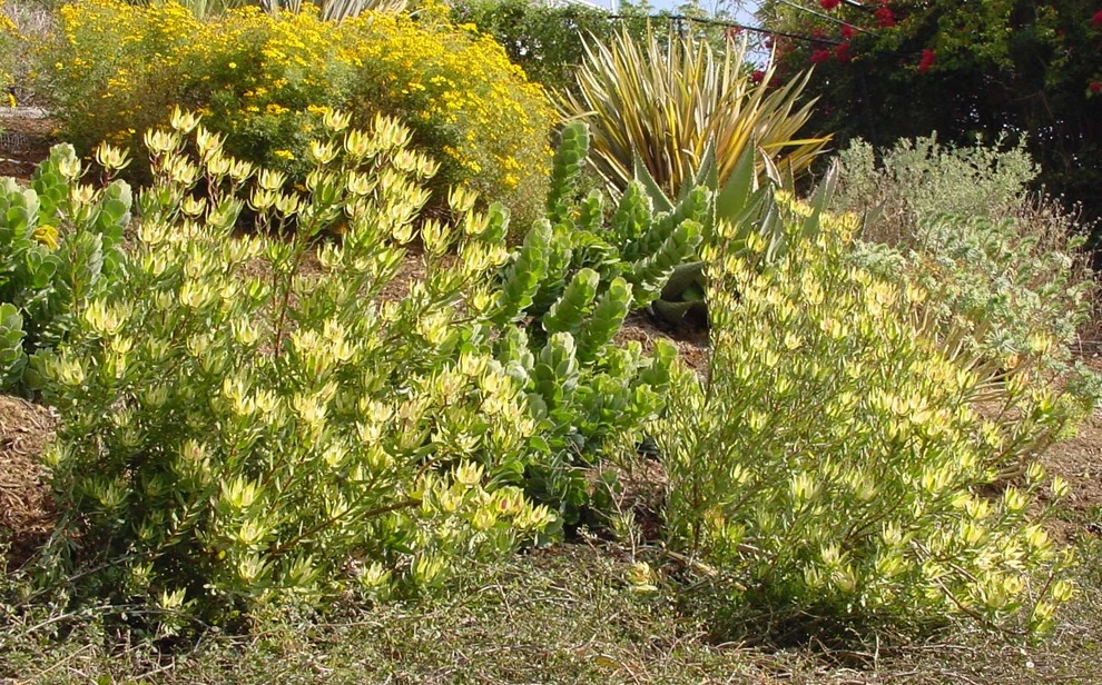 Pacific Palisades by Campion Walker Landscapes - Photo 7