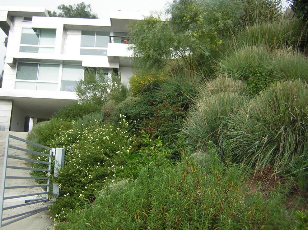 Pacific Palisades by Campion Walker Landscapes - Photo 6