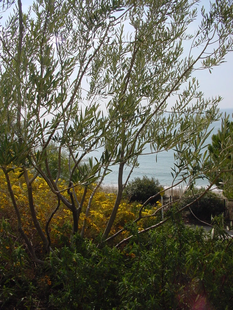 Pacific Palisades by Campion Walker Landscapes - Photo 3