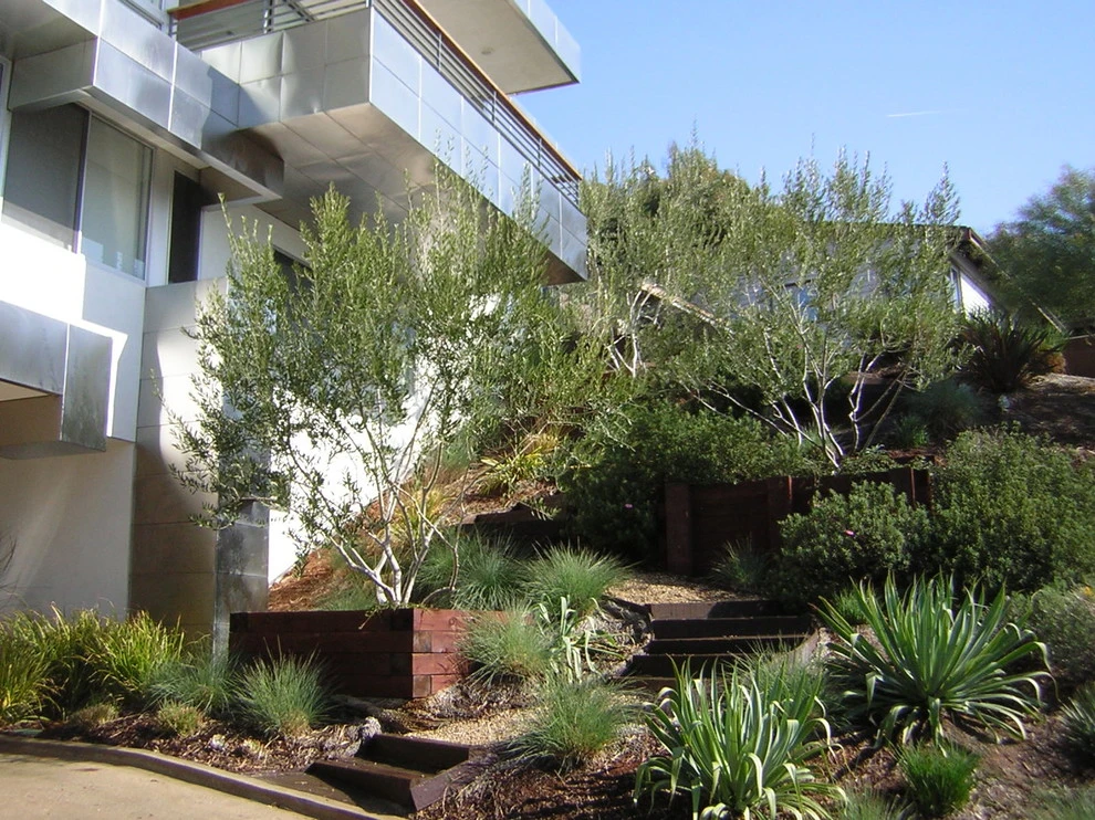 Pacific Palisades by Campion Walker Landscapes - Photo 4
