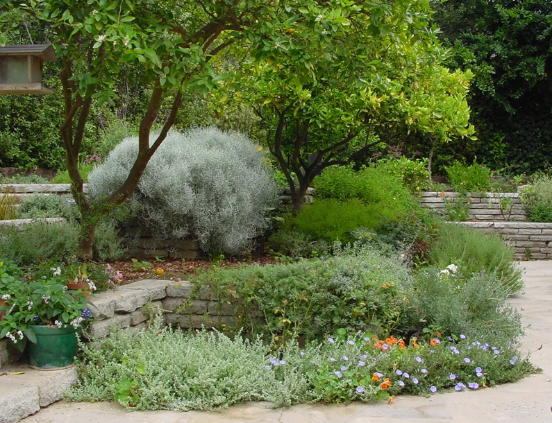 Rustic Canyon Garden by Campion Walker Landscapes - Photo 5