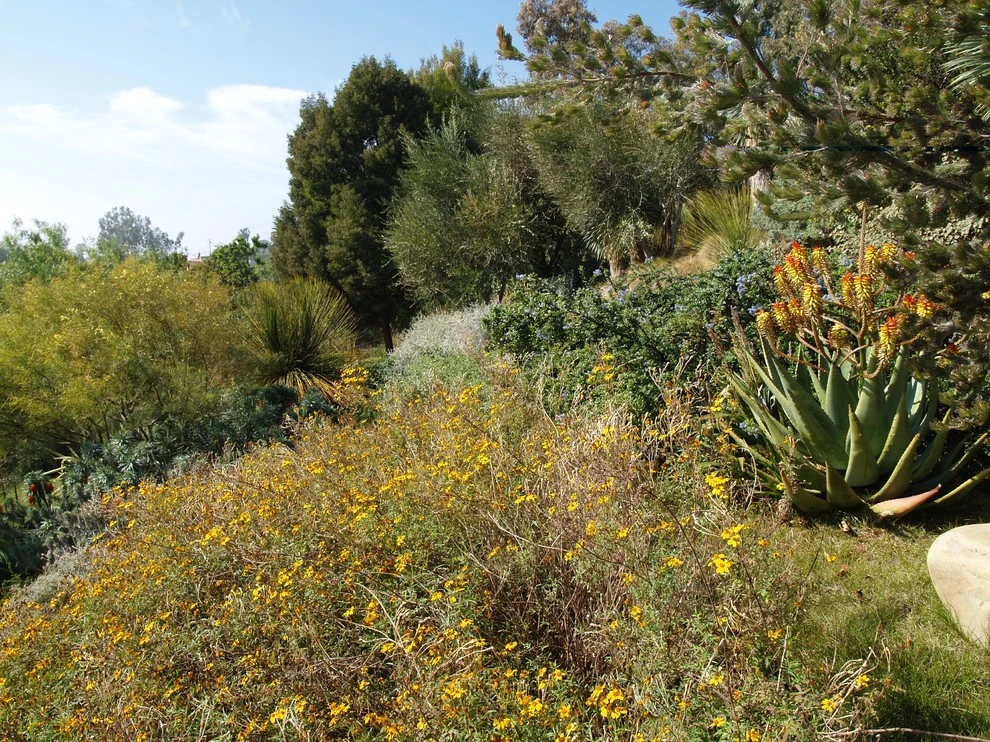 Malibu by Campion Walker Landscapes - Photo 5