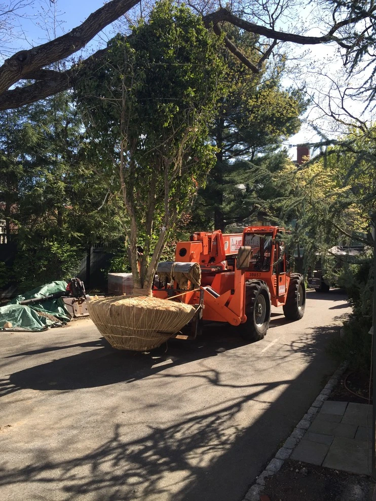 Large Tree Installation by Charles Earl Landscape Architecture LLC - Photo 5