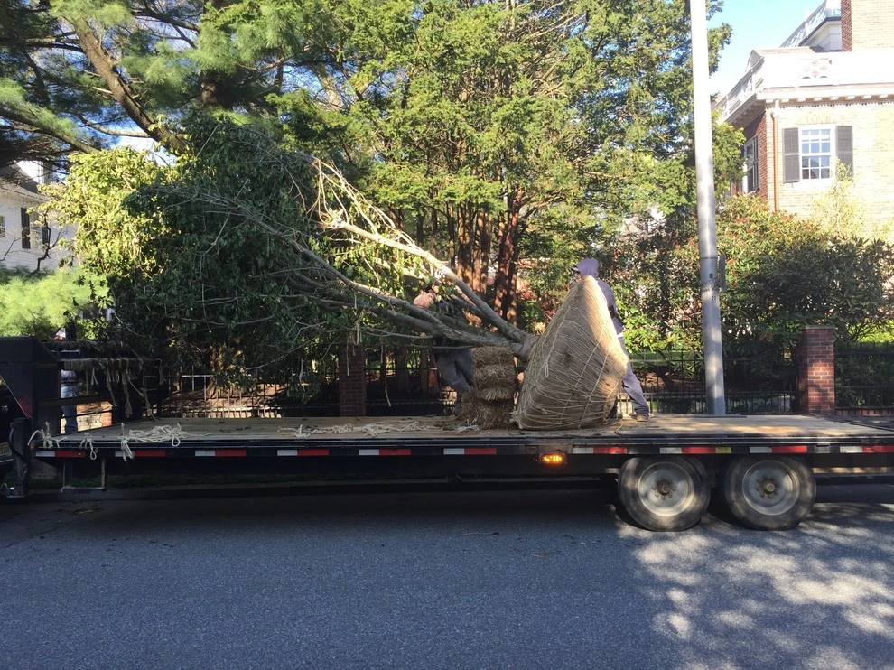 Large Tree Installation by Charles Earl Landscape Architecture LLC - Photo 6