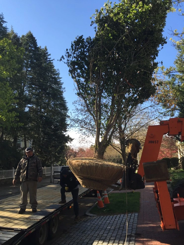 Large Tree Installation by Charles Earl Landscape Architecture LLC - Photo 4