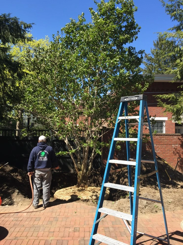 Large Tree Installation by Charles Earl Landscape Architecture LLC - Photo 3