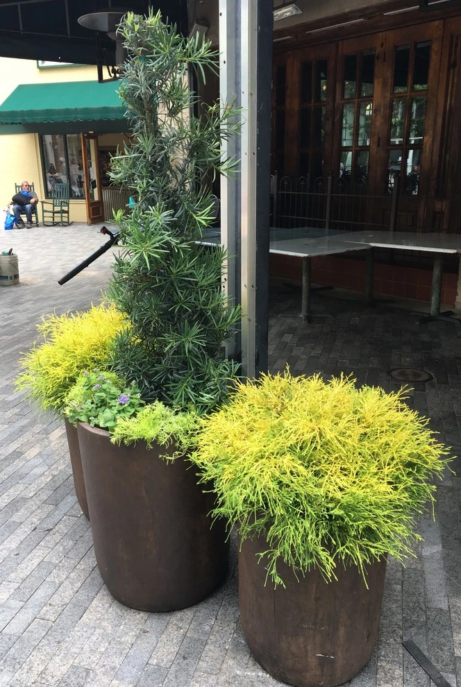 Sassafras Southern Bistro, Greenville SC by CMHP Design, LLC - Photo 2