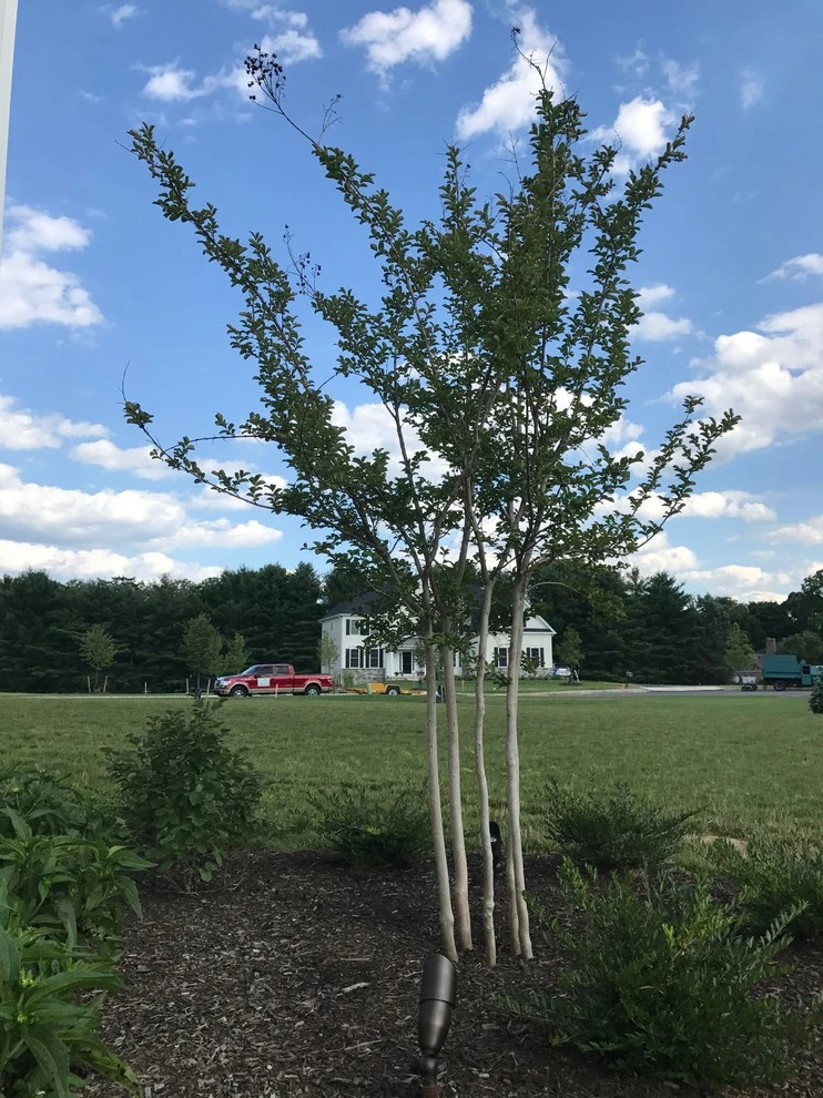 Dickerson by EG Rall Jr Landscape Design & Horticultural Srvs - Photo 28