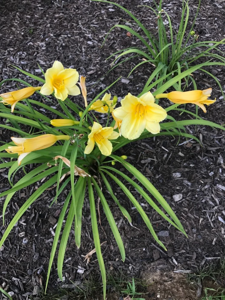 Dickerson by EG Rall Jr Landscape Design & Horticultural Srvs - Photo 15