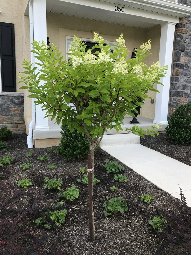 Dickerson by EG Rall Jr Landscape Design & Horticultural Srvs - Photo 20