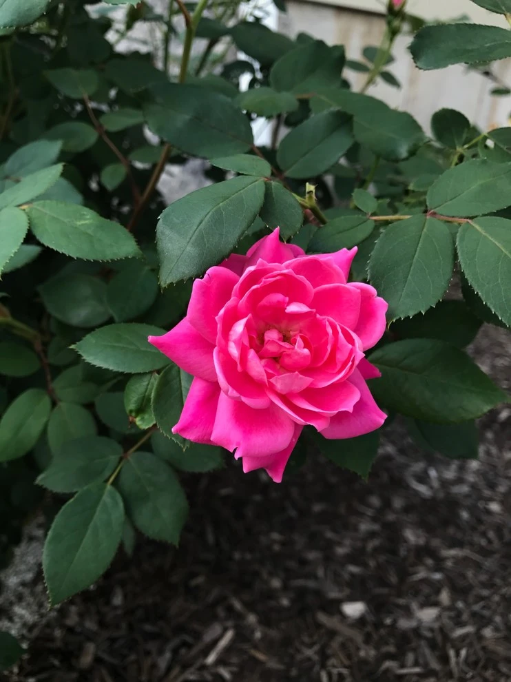 Dickerson by EG Rall Jr Landscape Design & Horticultural Srvs - Photo 29