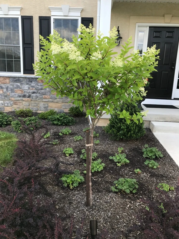 Dickerson by EG Rall Jr Landscape Design & Horticultural Srvs - Photo 22