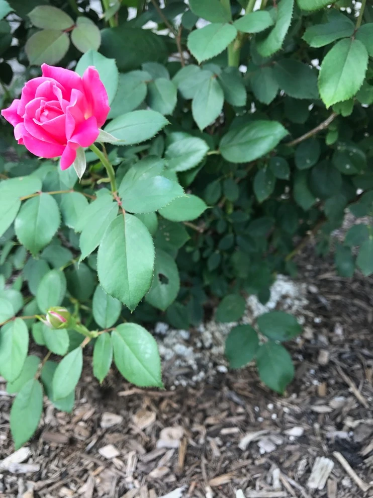 Dickerson by EG Rall Jr Landscape Design & Horticultural Srvs - Photo 13