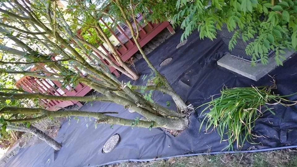Garden Design by Victor's Home Services - Photo 3