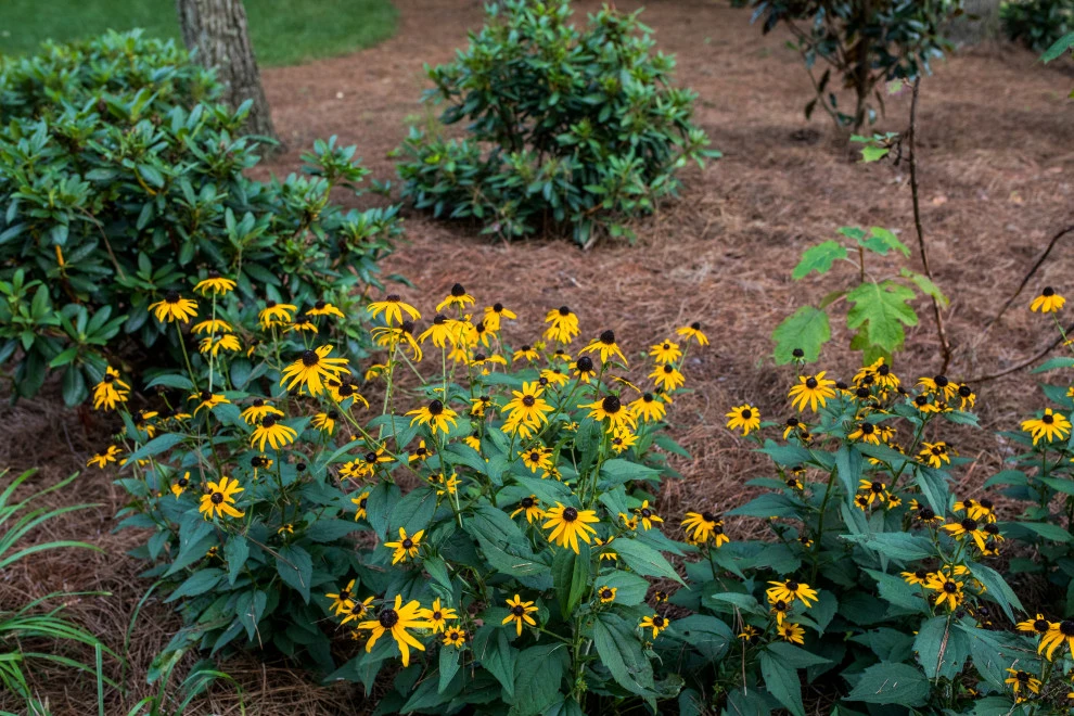 Soddy Daisy, Permeable Pavers and Landscape Renovation by Full Circle Land Design, LLC - Photo 10