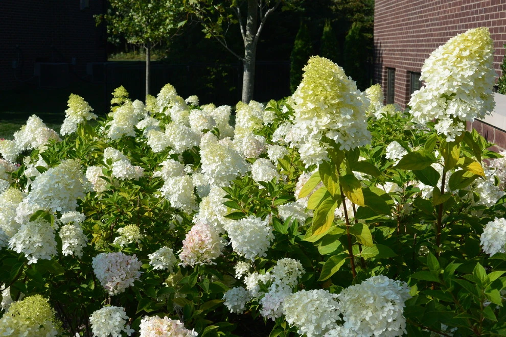Residential Landscape Styles by Great Oaks Landscape Associates Inc. - Photo 38