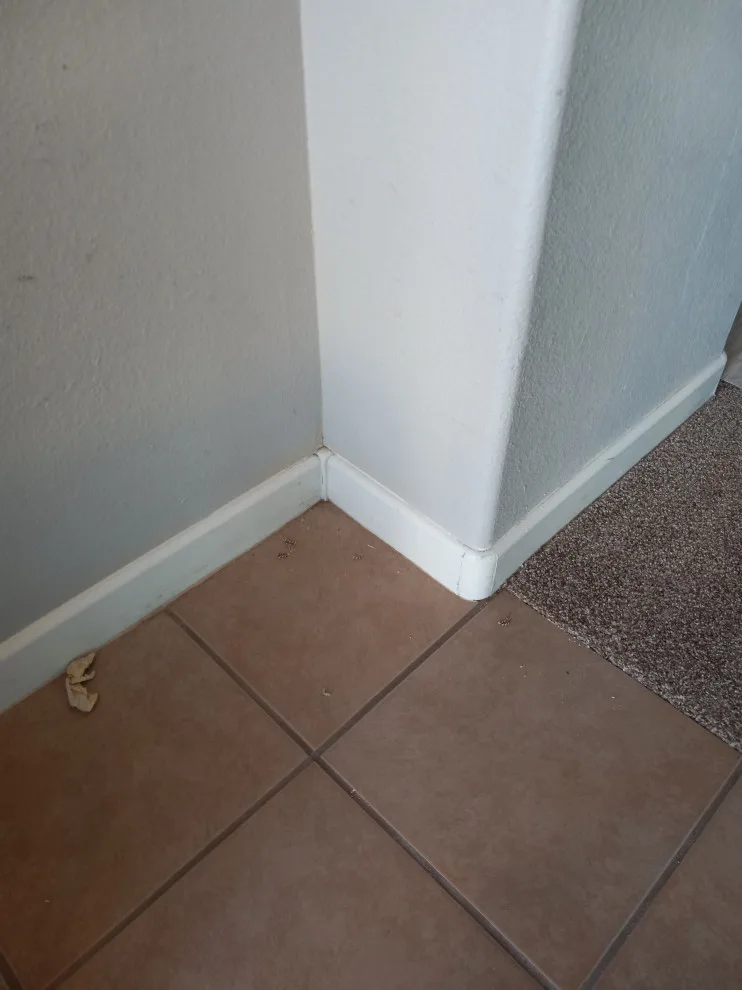 Property Repainting by Mitchell's Painting - Photo 8