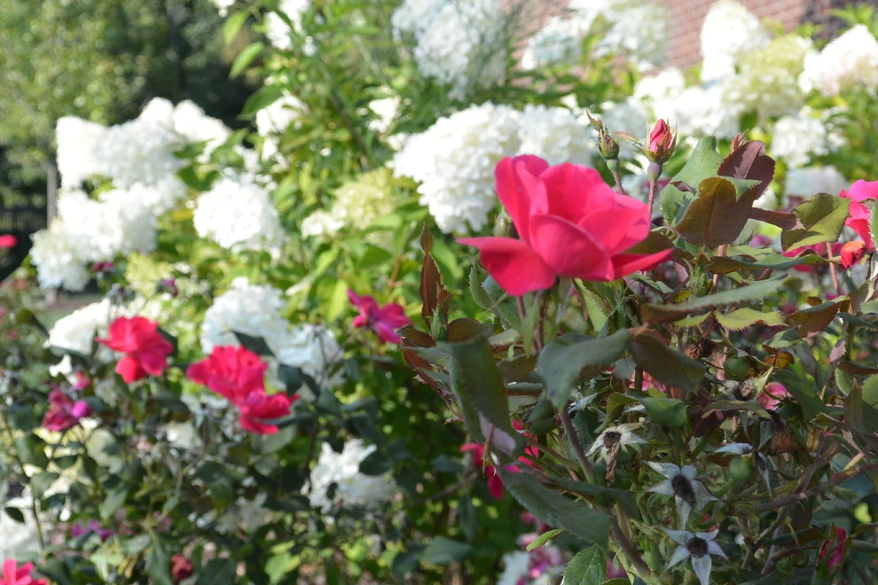 Residential Landscape Styles by Great Oaks Landscape Associates Inc. - Photo 13