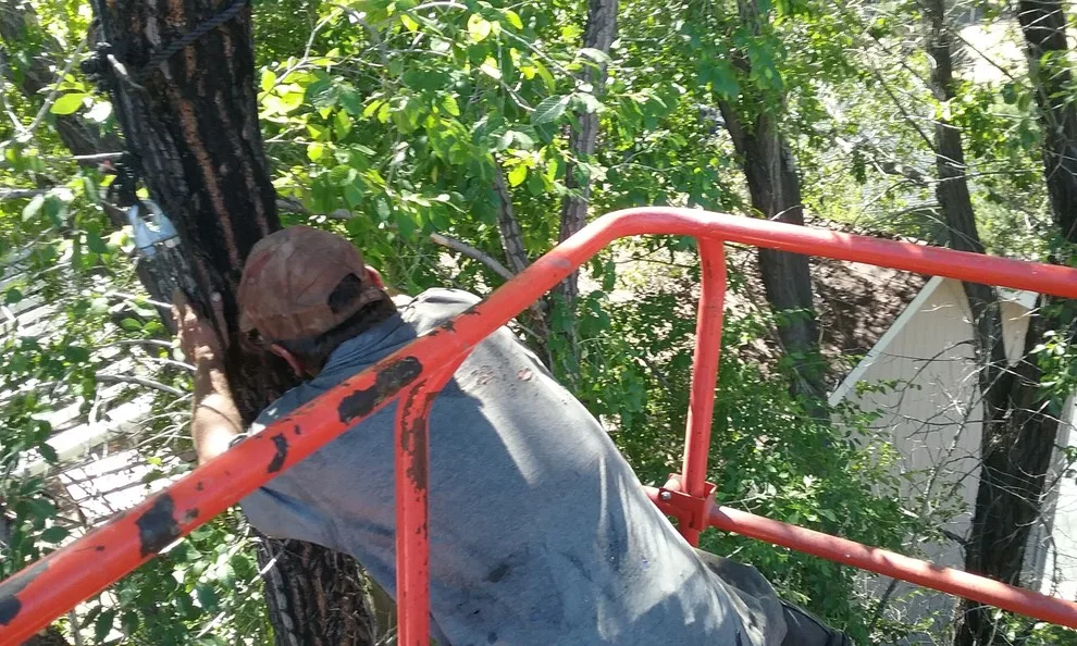 Tree Extraction by Farthing Painting Service - Photo 3