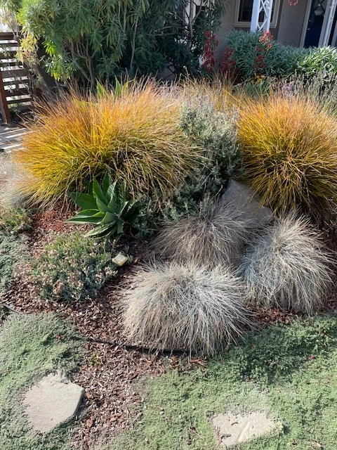 Front Yard Low Water Landscape by Jennifer Bromme Landscape Design - Photo 4