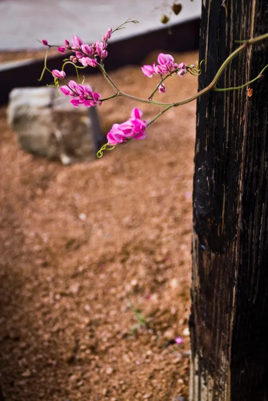 Drought-Resistant Landscapes by Yarrow Landscaping - Photo 9