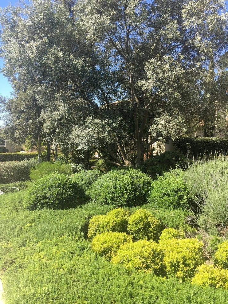 Provencal Style - Newport Coast by MDZA Landscape Architecture And Planning - Photo 4
