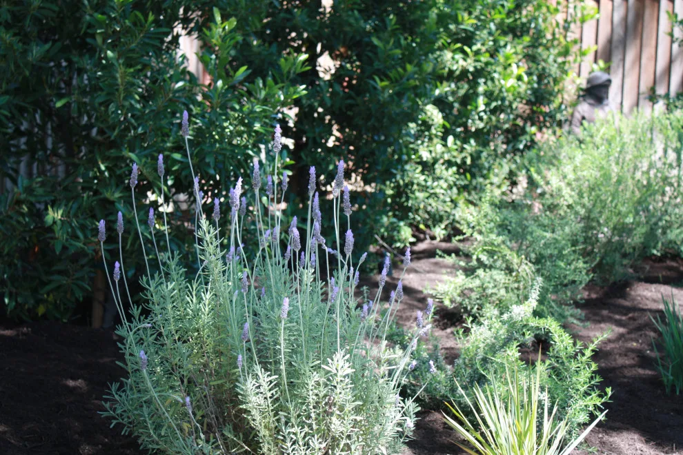 Tranquil Patina Garden by Traina Thought Landscapes - Photo 2