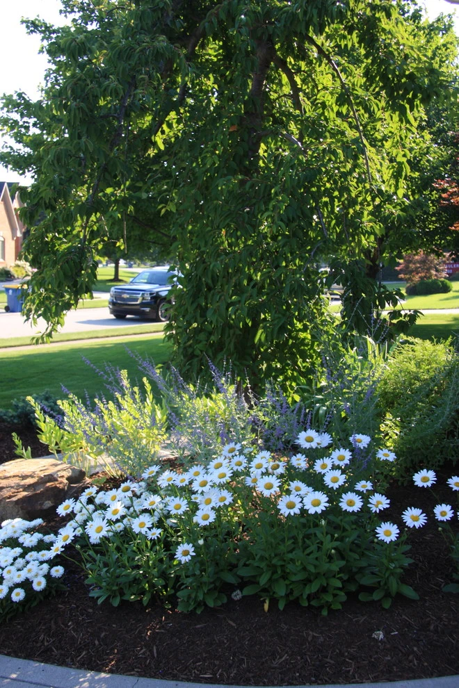 Freidman by Pro Care Horticultural Services - Photo 10