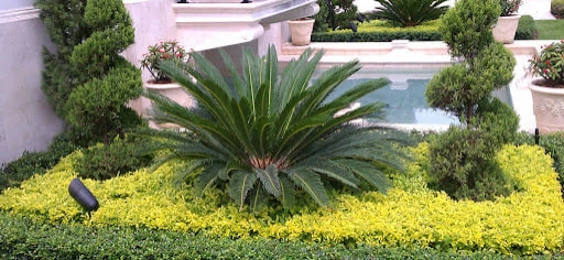Sanchez Landscaping LLC by Sanchez Landscaping LLC - Photo 15