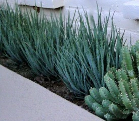 Catalina Foothills Residence Tucson by Nanette Injeski Land Design LLC - Photo 5
