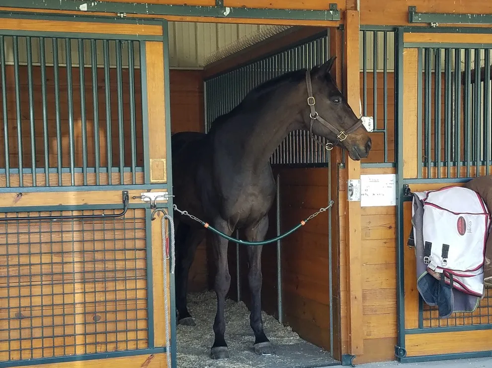 Equestrian Showcase Platform by Bennett Clark Properties - Photo 13